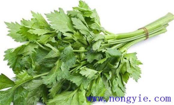 怎样防治西芹早疫病？