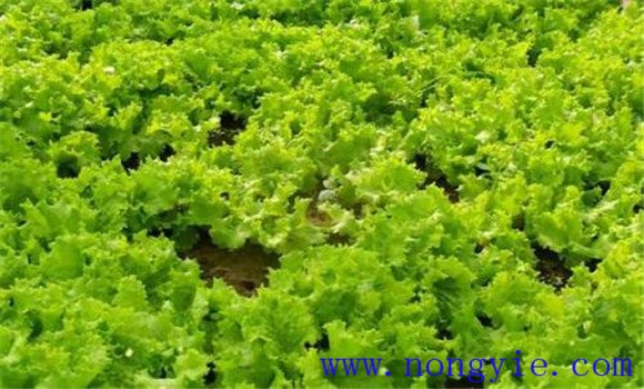 生菜种植时间和方法简介