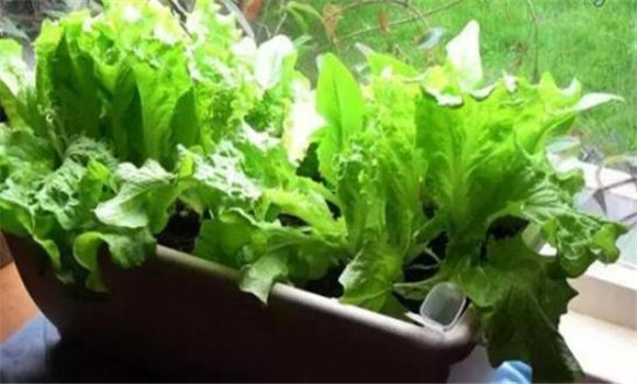 生菜怎么种 阳台种植生菜的方法介绍