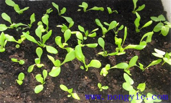 生菜怎么种 阳台种植生菜的方法介绍