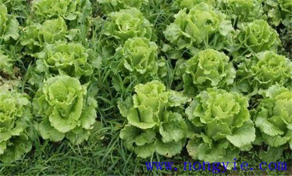 生菜的三种类型 栽培时如何选择生菜品种