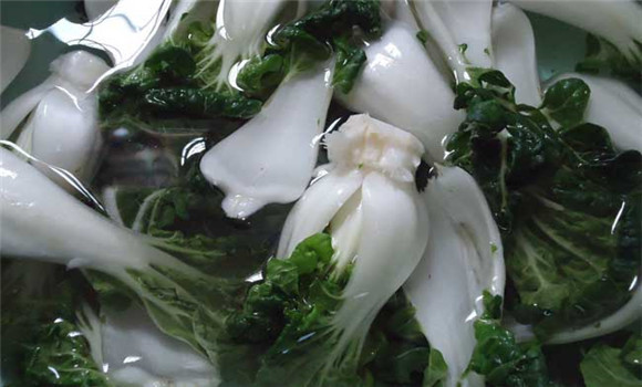 奶白菜种植时间和方法 奶白菜种植技术要点