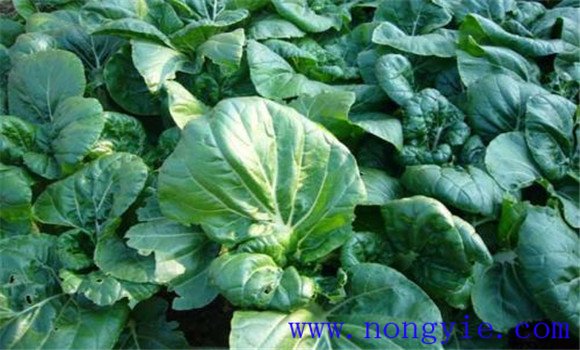 奶白菜种植时间和方法 奶白菜种植技术要点