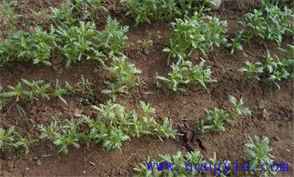 秋季茼蒿的种植方法与步骤