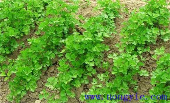 温室香菜怎么种 温室香菜种植技术