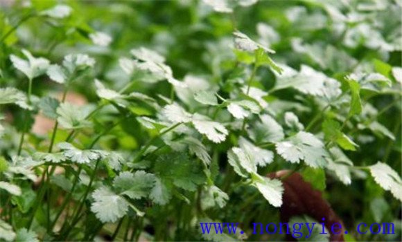 越冬香菜什么时候播种 越冬香菜种植技术要点