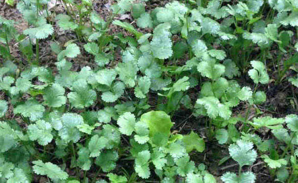 秋香菜什么时候种最好 秋香菜种植方法和时间