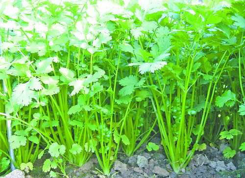大棚香菜怎么种 大棚香菜种植技术及管理方法