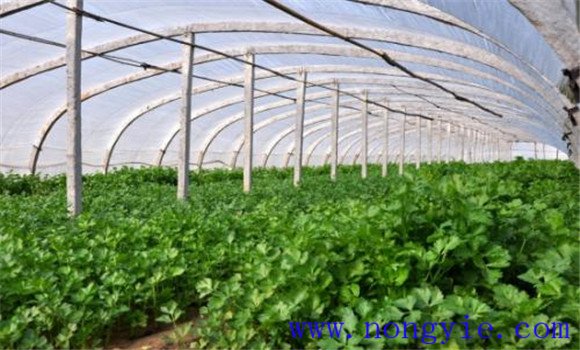 大棚香菜怎么种 大棚香菜种植技术及管理方法