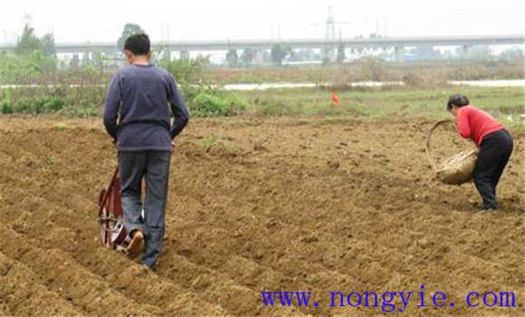 芫荽种植技术与管理方法 芫荽栽培技术要点