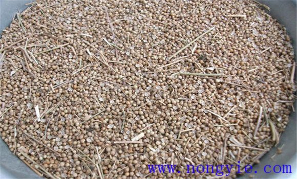 芫荽种植方法 夏季怎样种好芫荽 芫荽种植方法 夏季怎样种好芫荽