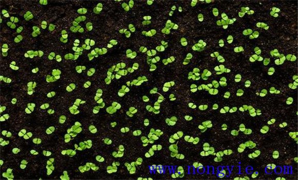 芫荽种植方法 夏季怎样种好芫荽 芫荽种植方法 夏季怎样种好芫荽