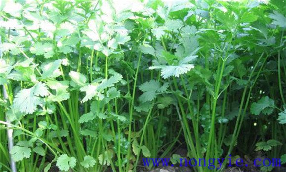 香菜除草使用什么除草剂 香菜田怎样使用除草剂
