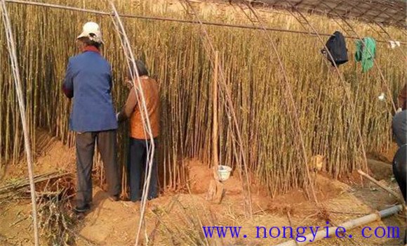 香椿苗栽培技术的几个关键条件
