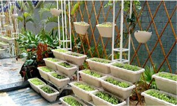阳台菠菜的种植方法与技术要点