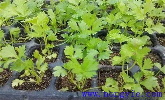 夏季西芹怎么种植 夏季西芹高产栽培技术