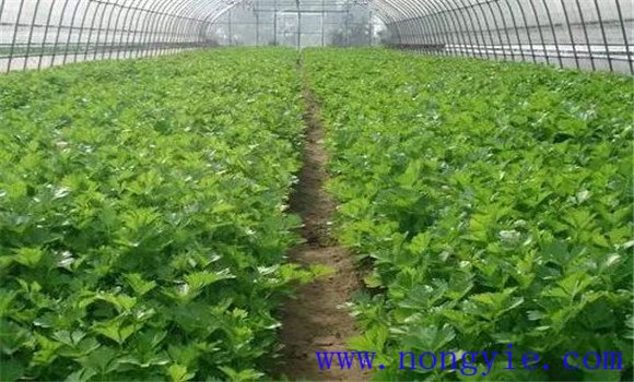不同生长阶段的西芹种植管理技术要点
