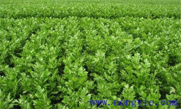 西芹种植时间是什么时候？
