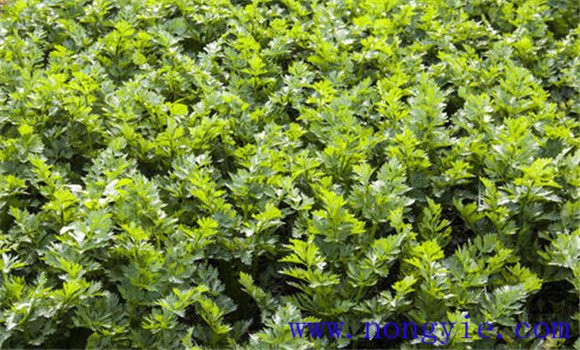 西芹种植时间是什么时候？