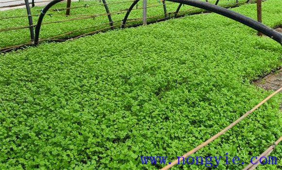 西芹育苗技术须知 西芹怎样培育壮苗？