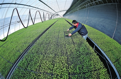 西芹育苗技术须知 西芹怎样培育壮苗？