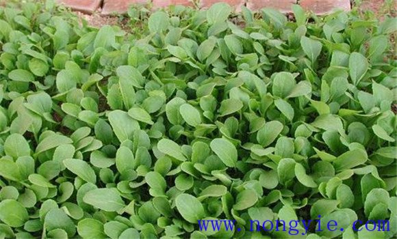 油麦菜怎么种 家庭油麦菜的种植方法