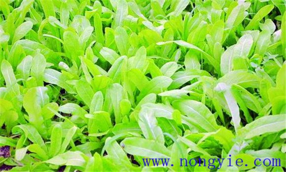 油麦菜怎么种 家庭油麦菜的种植方法