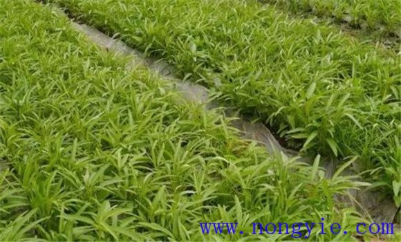 空心菜的无公害种植方法