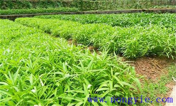空心菜的无公害种植方法