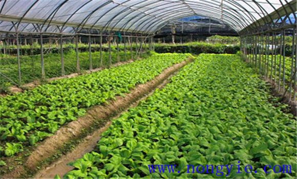 抱子甘蓝种植时间及其栽培方式