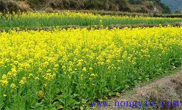 怎么种油菜 种油菜的方法