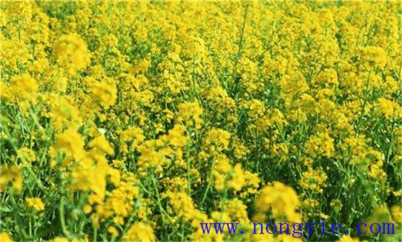 怎么种油菜 种油菜的方法