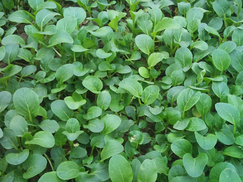 怎样种好小白菜 小白菜种植技术