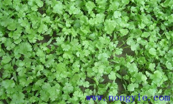 怎样种芫荽，种芫荽的方法