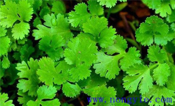 怎样种芫荽，种芫荽的方法