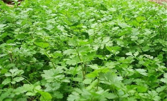 怎样种芫荽，种芫荽的方法