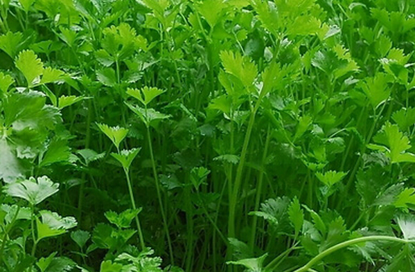 香菜的种植方法技巧