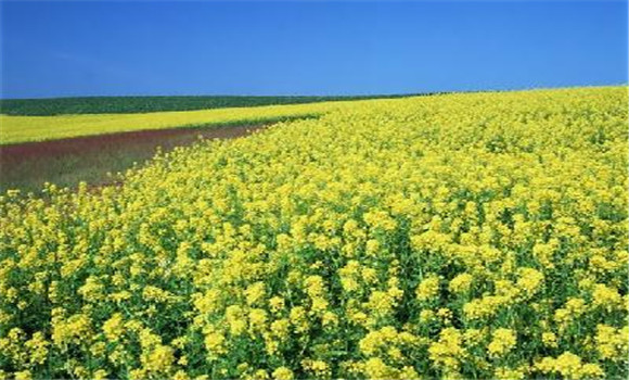 油菜田应该怎么除草？