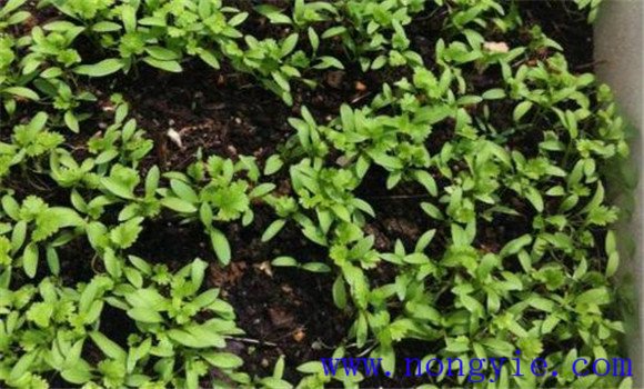 香菜夏季种植难点是什么 香菜夏季种植如何高产