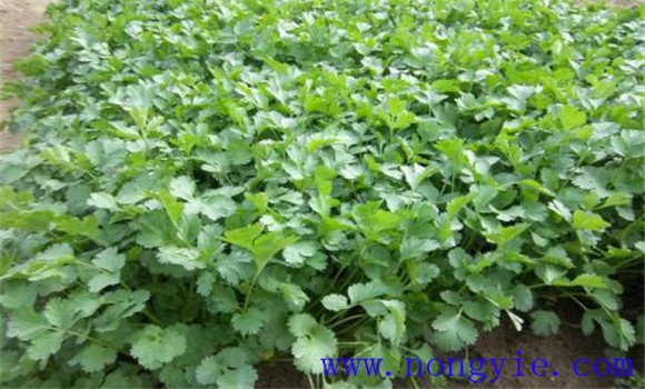 香菜夏季种植难点是什么 香菜夏季种植如何高产