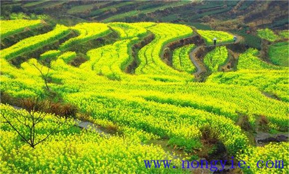 高海拔地区油菜栽培管理技术要点
