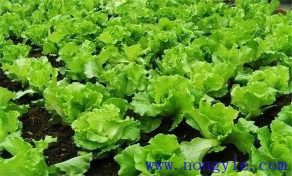 生菜种植多久可以收获 生菜对生长环境的要求