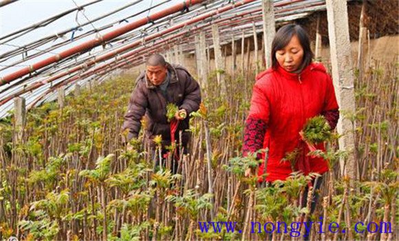 温室香椿亩种植多少棵 香椿大棚种植技术要点