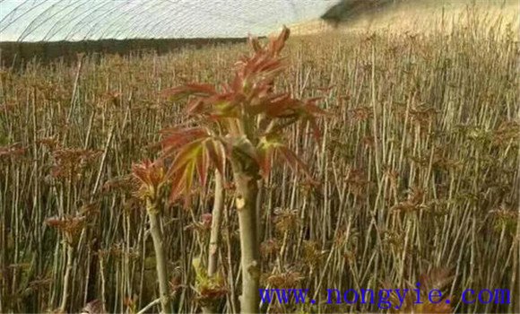 香椿原产地是哪个国家 香椿的生长习性与特征