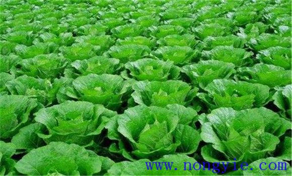 白菜类蔬菜有哪些 白菜类蔬菜的种植栽培情况