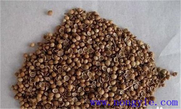 香菜的种植方法 夏季怎么种好香菜的方法
