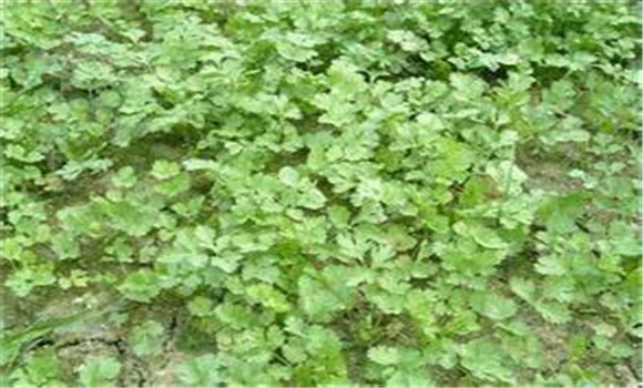 香菜种植时间和方法，香菜什么时间种植