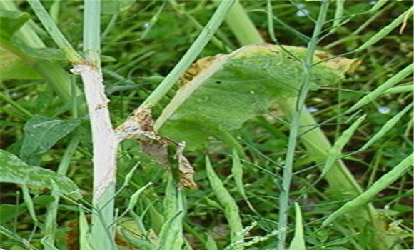 油菜菌核病症状有哪些 油菜菌核病用什么药防治
