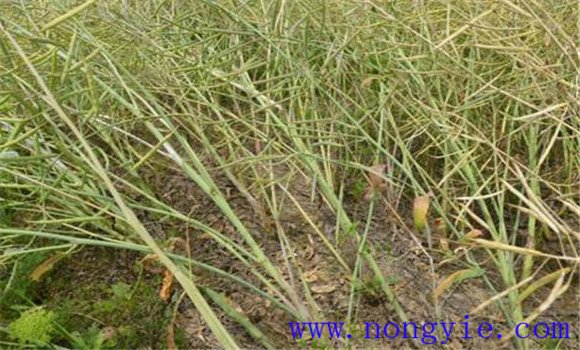 油菜菌核病症状有哪些 油菜菌核病用什么药防治