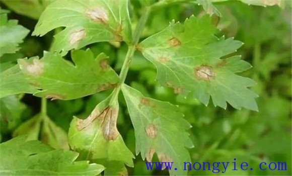 芹菜常见病虫害有哪些 芹菜病虫害防治技术